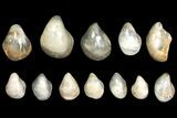 Lot: Polished Fossil Oyster Shells - Around Pieces #141093-1